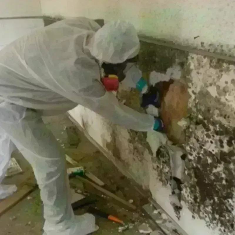 Mold Remediation and Removal in Cameron County, TX